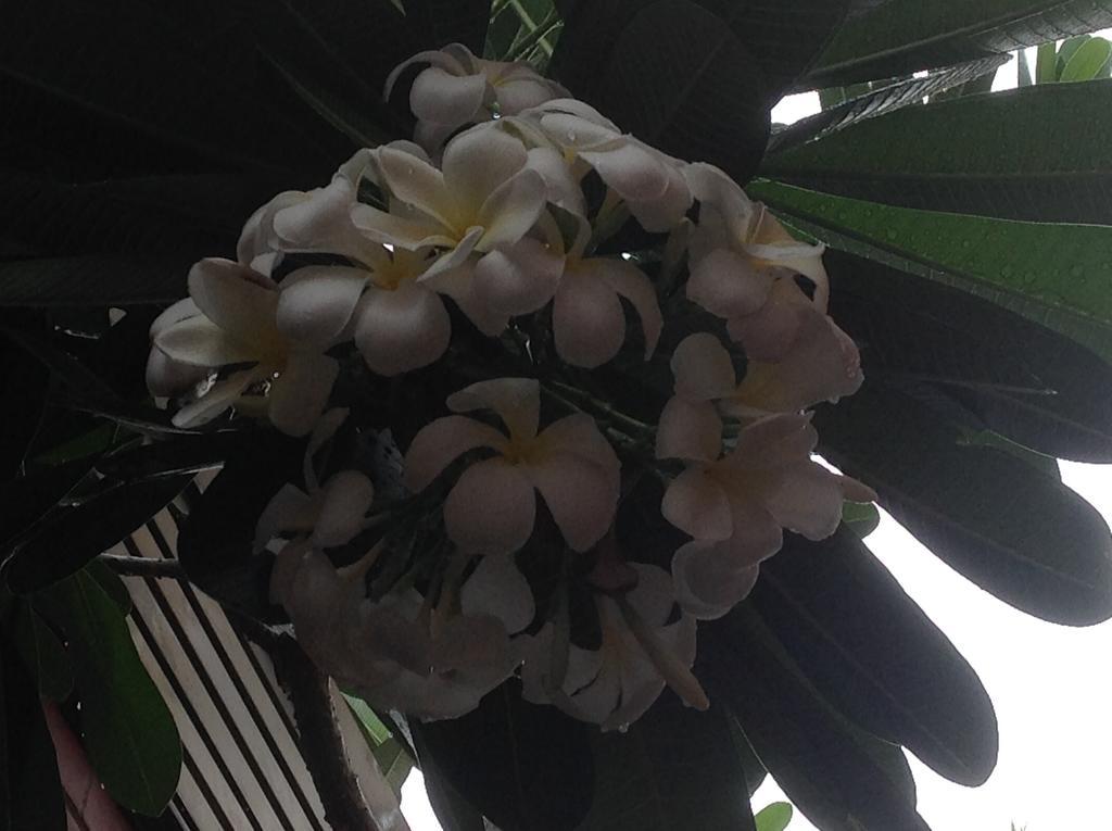 Palms Motel Darwin Zewnętrze zdjęcie